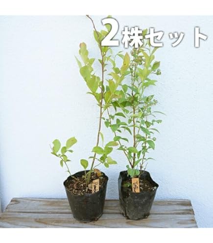 Amazon | ブルーベリー2本セット （ラビットアイ系：ティフブルー
